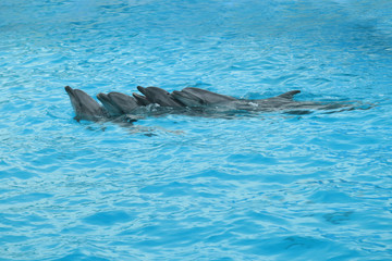 Naklejka premium dolphin show