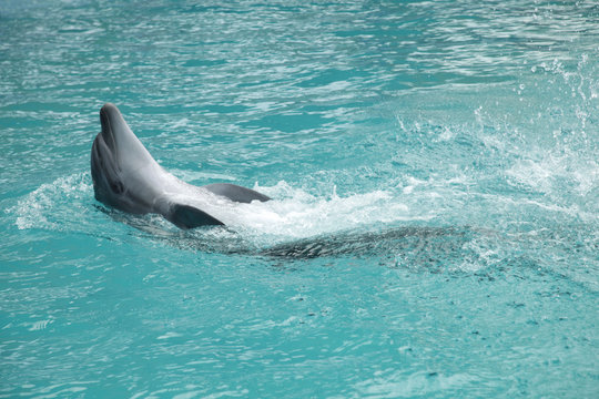 dolphin show © olena