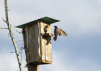  black bird is a Starling flies to feed their Chicks to the house