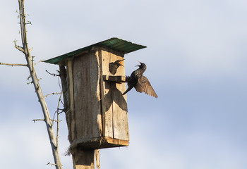  black bird is a Starling flies to feed their Chicks to the house
