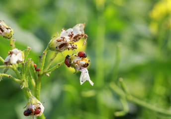  harmful larvae of the Colorado potato beetle ate the potato leaves in the garden