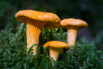 Fototapeta premium Closeup of chanterelle fungus in green moss.