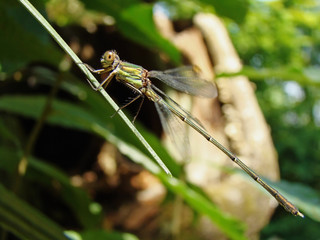 Dragonfly