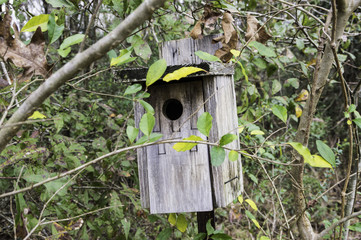 Birdhouse in the woods