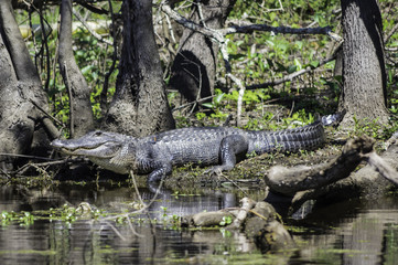 Alligator in the Swamp