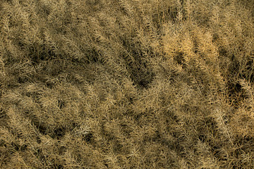 Ripe canola growing on the field
