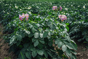 Closeup of potato plants with flowers in pink and white color