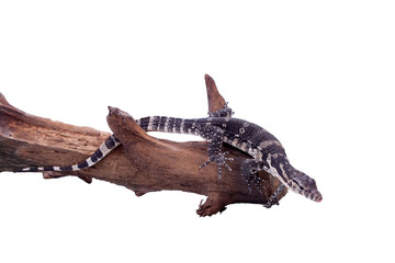 Timor Monitor Lizard, Varanus timorensis, on white