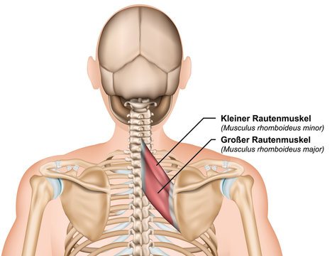 Anatomie Musculus rhomboideus, Rautenmuskel