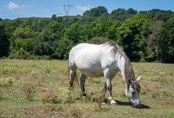 Cavallo bianco al pascolo