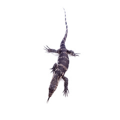 Timor Monitor Lizard, Varanus timorensis, on white