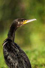 Cormorant, Phalacrocorax carbo