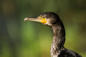 Cormorant, Phalacrocorax carbo