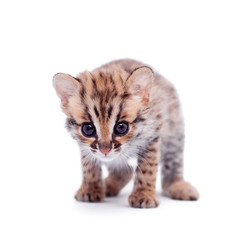 The asian leopard cat on white