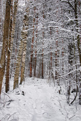 winter forest covered snow