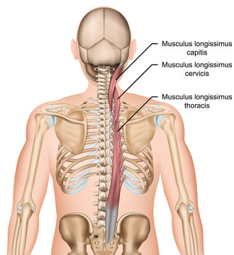 Anatomie Musculus longissimus