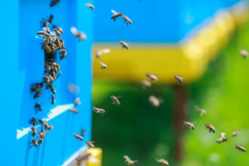 Honey bees swarm in the hive. The conceptual theme is food production and agricultural production.