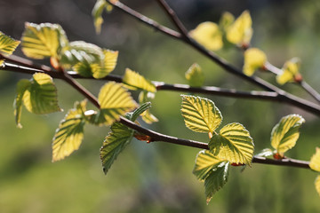 spring fresh leaves on a tree sunset