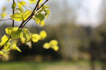 fresh spring leaves on a tree