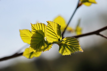 fresh spring leaves on a tree