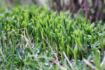wild spring flower in a field