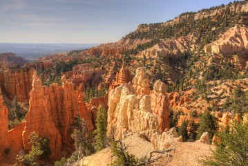 Red Hoodoos in the Morning at Bryce