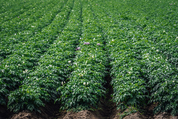 Naklejka premium Closeup of a large potato field