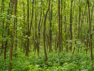 Fototapeta na wymiar Too many young trees on a small area