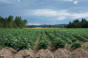 Fototapeta na wymiar Large potato field with plants in nice straight rows