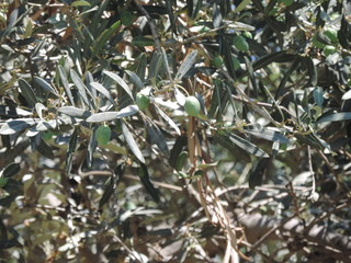 Oliven Griechenlands