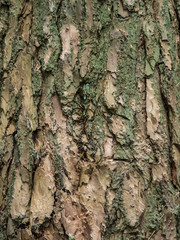 Close up of a coniferous bark