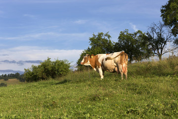 Cow in clear Countryside from Beskydy, the beautiful Mountains in north east Bohemia, Czech Republic