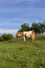 Cow in clear Countryside from Beskydy, the beautiful Mountains in north east Bohemia, Czech Republic