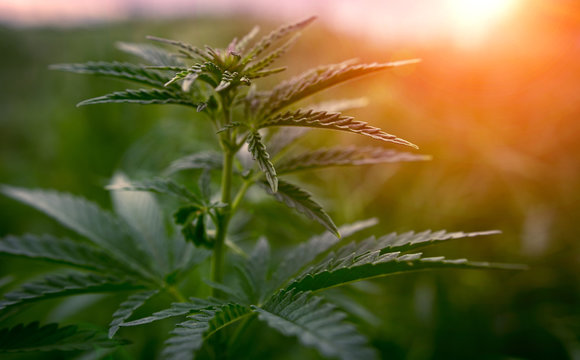 marijuana at sunset. bush cannabis.