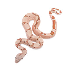 Obraz premium The common boa on white background