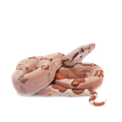 Obraz premium The common boa on white background