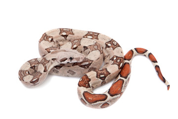 The common boa on white background