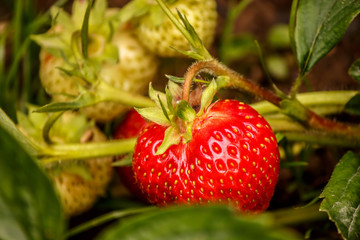 a large red ripe strawberry on a bed