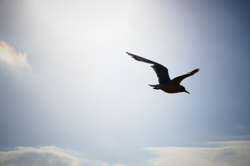 Fototapeta premium Mouette