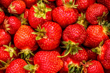 red background with lots of ripe juicy strawberries