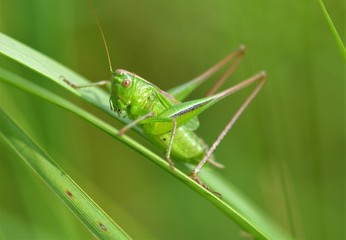 Fototapeta premium owady