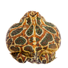 Cranwell's horned frog isolated on white