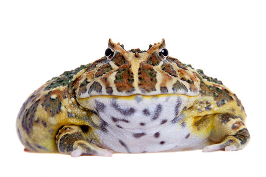 Cranwell's horned frog isolated on white
