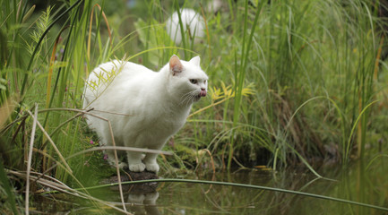 cute white british cat near water pond