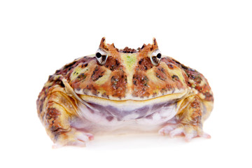 Cranwell's horned frog isolated on white