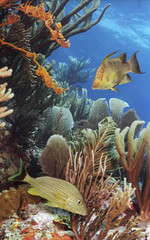 Blue Tang and A Whitespotted Filefish in a Soft Coral Garden  © JAMES