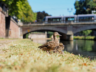 ducks in summer with bridge in background