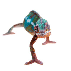 The panther chameleon, Furcifer pardalis on white © Farinoza