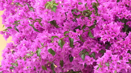 Obraz premium Bougainvilliers italie