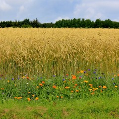 Roadside with corn field, marigold and cornflowers